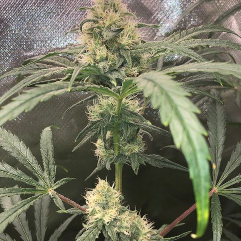G13 growlog timeline photo