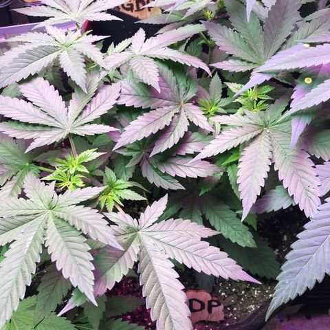 Grand Daddy Purple #1 growlog timeline photo