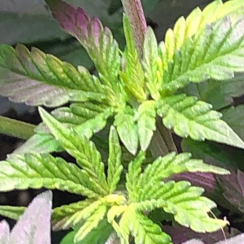 Grand Daddy Purple #1 growlog timeline photo