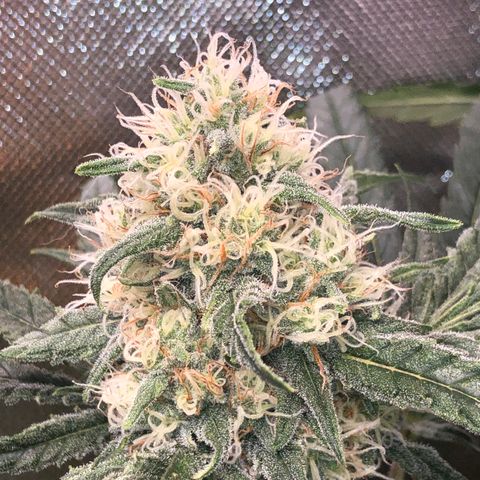 G13 growlog timeline photo