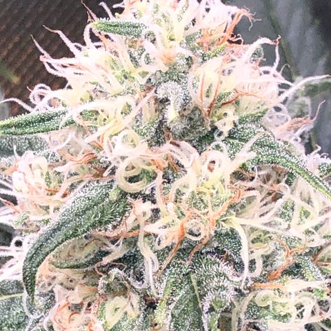 G13 growlog timeline photo