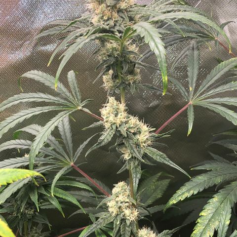G13 growlog timeline photo