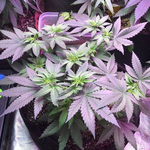 Grand Daddy Purple #1 growlog timeline photo