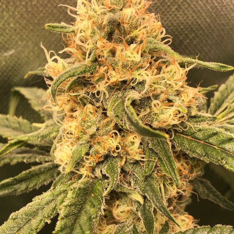 G13 growlog timeline photo