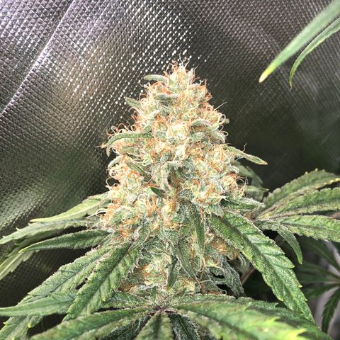 G13 growlog timeline photo