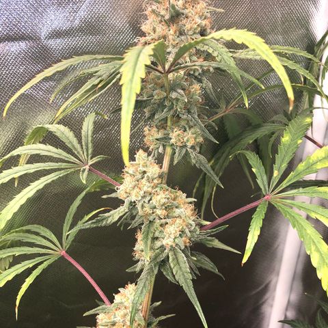 G13 growlog timeline photo
