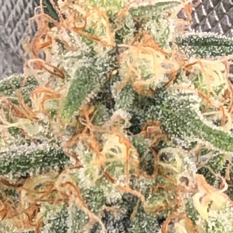 G13 growlog timeline photo
