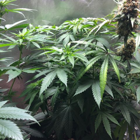 Grand Daddy Purple #1 growlog timeline photo