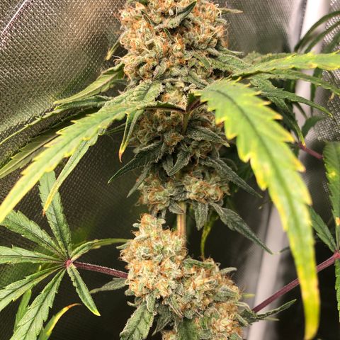 G13 growlog timeline photo