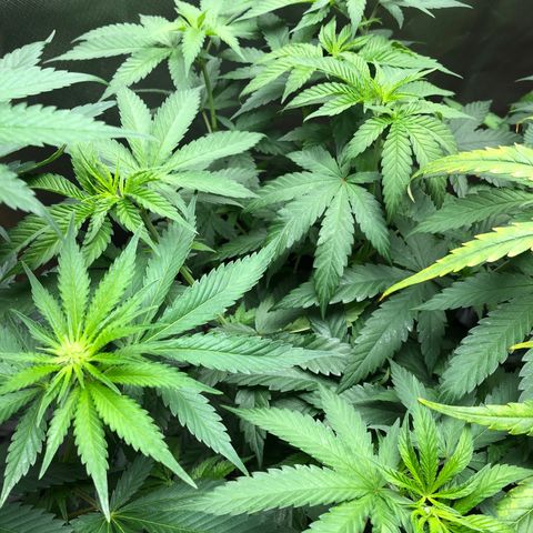 Grand Daddy Purple #1 growlog timeline photo