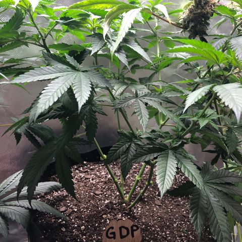 Grand Daddy Purple #1 growlog timeline photo