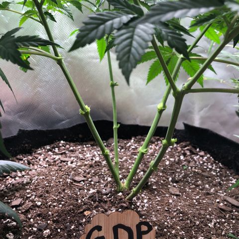 Grand Daddy Purple #1 growlog timeline photo