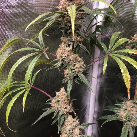 G13 growlog timeline photo