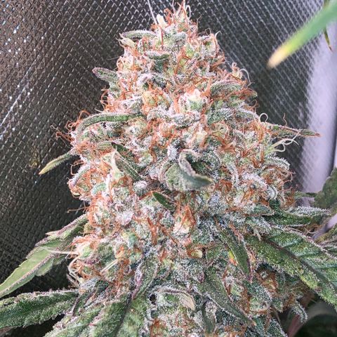 G13 growlog timeline photo