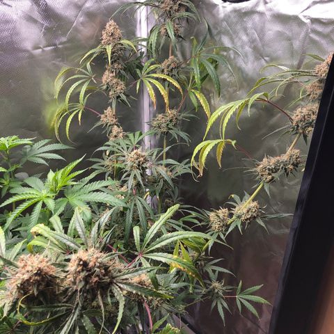 G13 growlog timeline photo