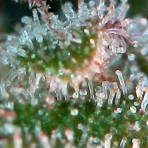 G13 growlog timeline photo
