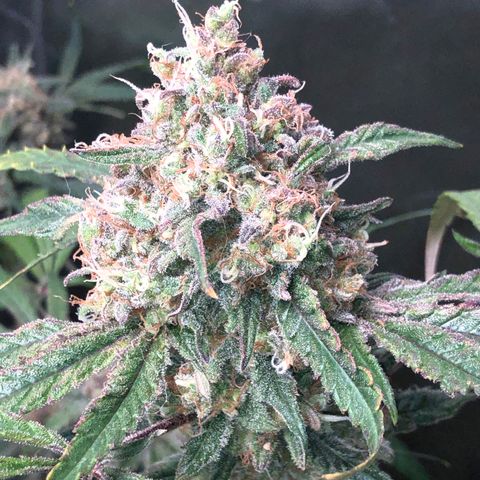 G13 growlog timeline photo
