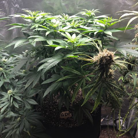 Grand Daddy Purple #1 growlog timeline photo