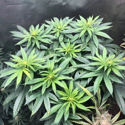 Grand Daddy Purple #1 growlog timeline photo