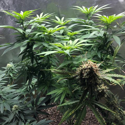 Grand Daddy Purple #1 growlog timeline photo