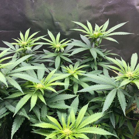 Grand Daddy Purple #1 growlog timeline photo