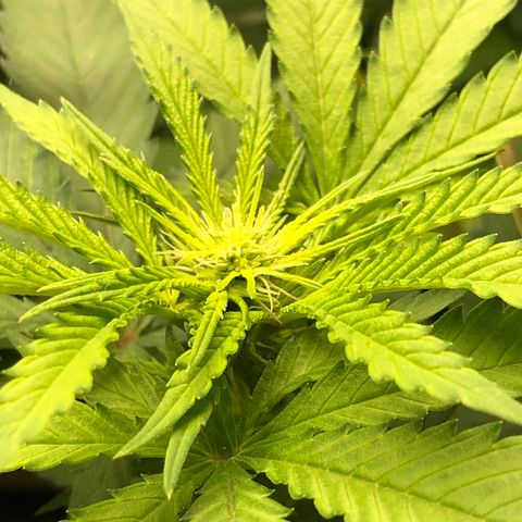 Grand Daddy Purple #1 growlog timeline photo