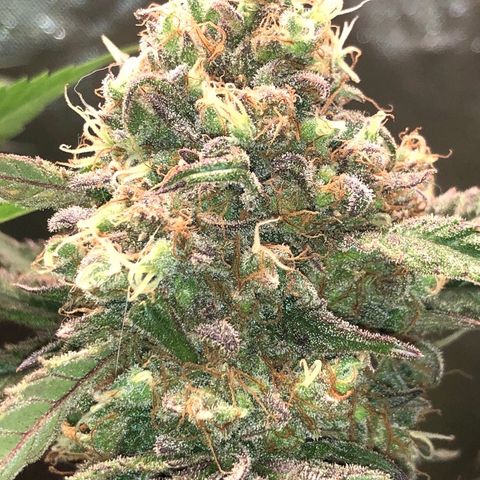 G13 growlog timeline photo