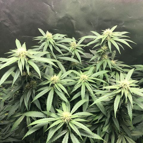 Grand Daddy Purple #1 growlog timeline photo