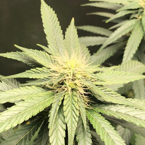 Grand Daddy Purple #1 growlog timeline photo