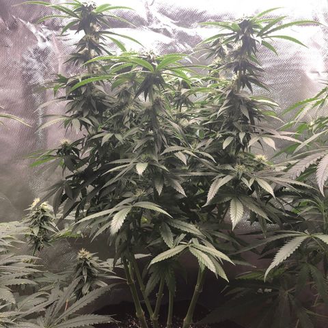 Grand Daddy Purple #1 growlog timeline photo