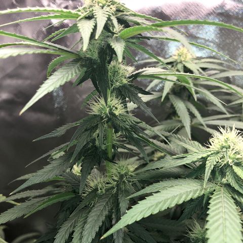 Grand Daddy Purple #1 growlog timeline photo
