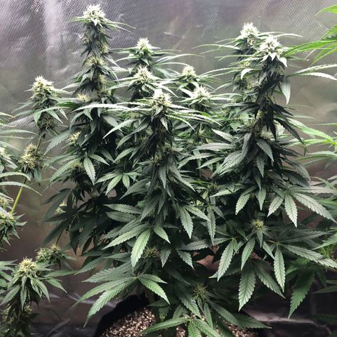 Grand Daddy Purple #1 growlog timeline photo
