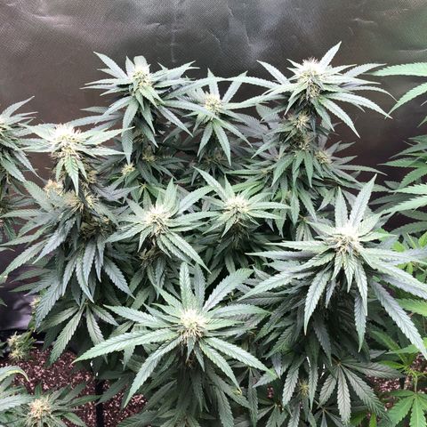Grand Daddy Purple #1 growlog timeline photo