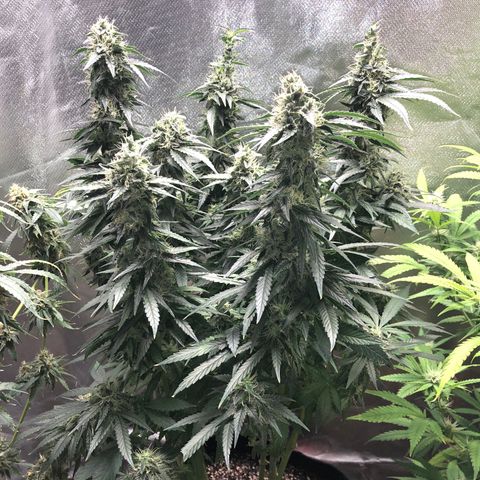 Grand Daddy Purple #1 growlog timeline photo