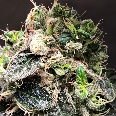 Grand Daddy Purple #1 growlog photo: Re-vegging ! 🤬