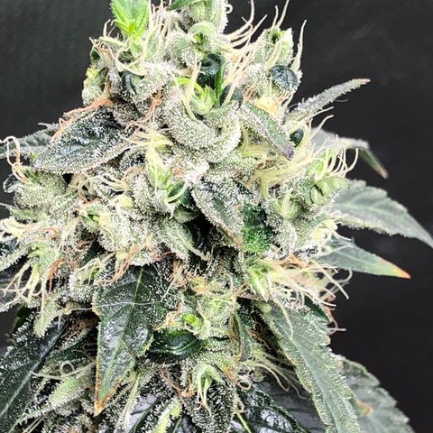 Grand Daddy Purple #1 growlog photo: Re-vegging ! 🤬
