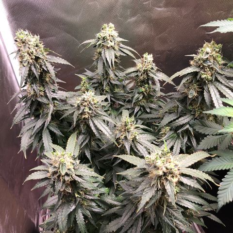 Grand Daddy Purple #1 growlog photo: Re-vegging ! 🤬