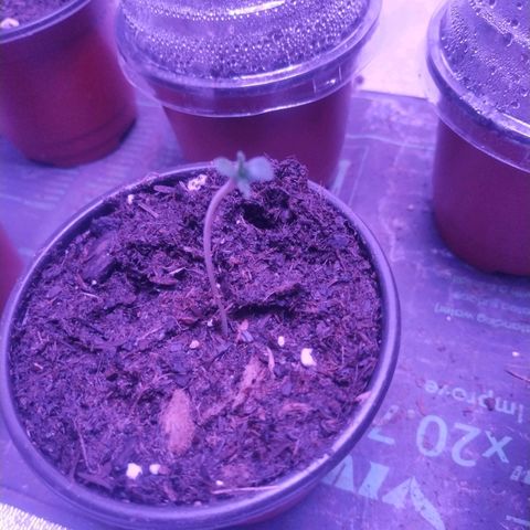 Godfather OG growlog timeline photo