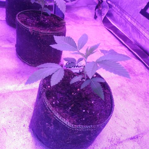 Godfather OG growlog timeline photo