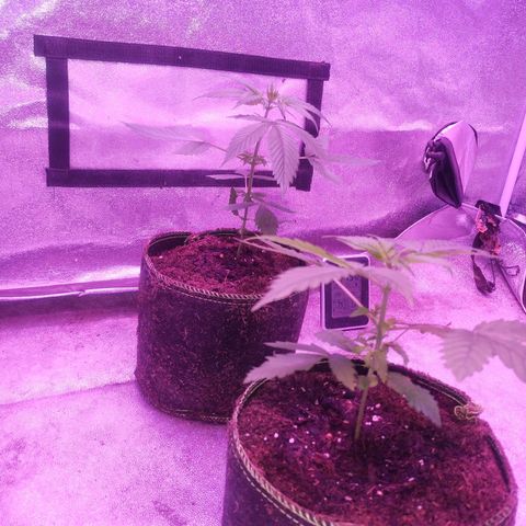 Fat Bastard Auto  growlog timeline photo