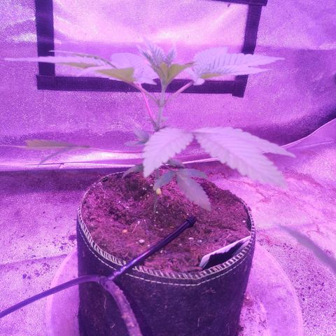Godfather OG growlog timeline photo
