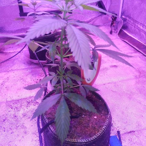 Fat Bastard Auto  growlog timeline photo
