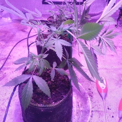 Fat Bastard Auto  growlog timeline photo