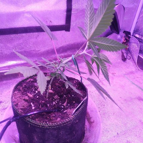 Godfather OG growlog timeline photo