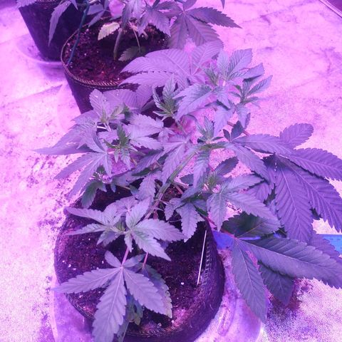 Godfather OG growlog timeline photo