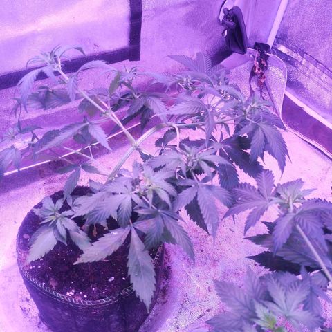 Fat Bastard Auto  growlog timeline photo