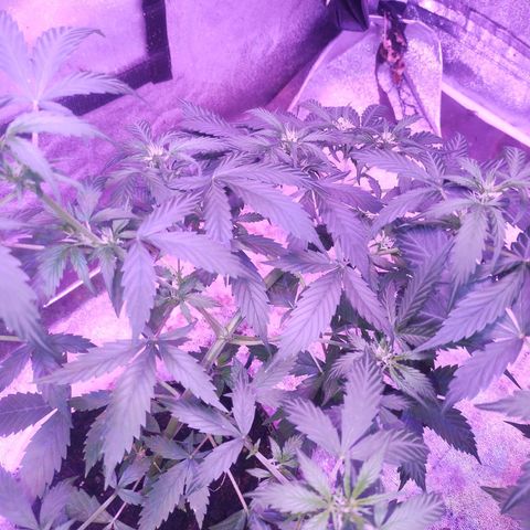 Fat Bastard Auto  growlog timeline photo