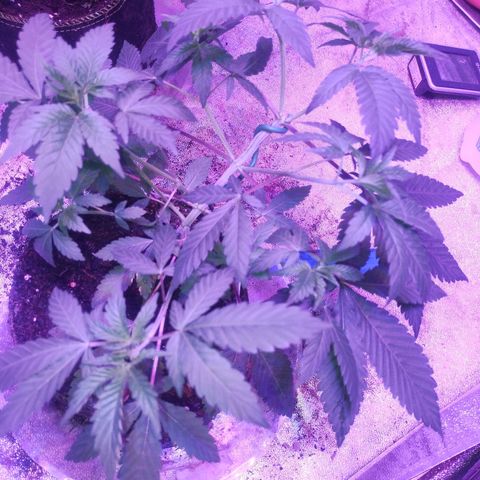 Godfather OG growlog timeline photo