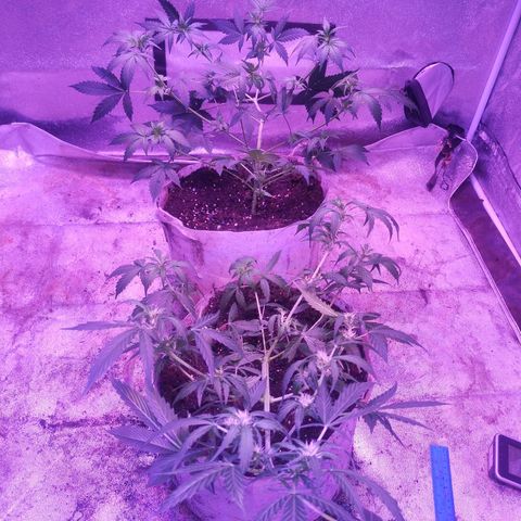 Fat Bastard Auto  growlog timeline photo