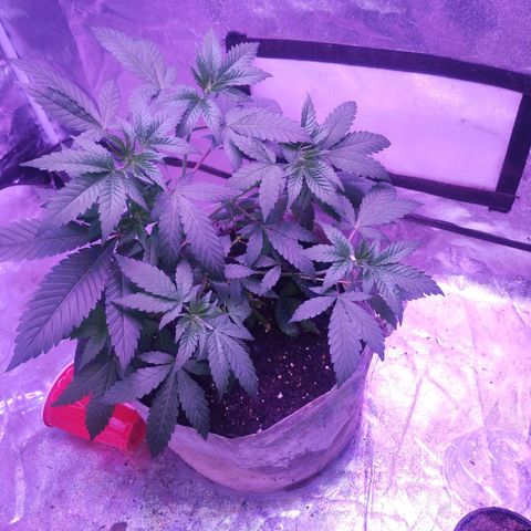 Godfather OG growlog timeline photo